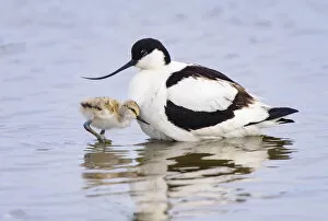 July 2021 Highlights Gallery: Pied avocet (Recurvirostra avosetta) adult parent and chick together. Suffolk, UK. June