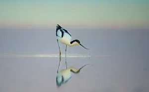 Pied avocet (Recurvirostra avosetta) feeding in shallow water at dawn, Etosha National Park