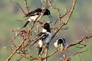 Myrtaceae Prints: Three Pied butcherbirds (Cracticus nigrogularis) calling