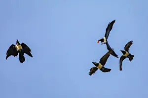Four Pied crows (Corvus albus) in flight, fighting over food, Lake Victoria, Uganda