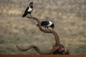 Skull Prints: Pied crows (Corvus albus) perched on horns of antelope skull. Zimanga Private Game Reserve