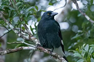 Queensland Prints: Pied currawong (Strepera graculina) perched on branch