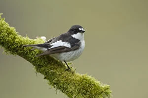 2020VISION 2 Collection: Pied flycatcher (Ficedula hypoleuca) male perched. Wales, UK, May