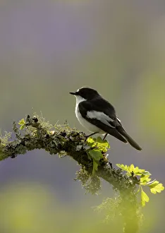 Pied flycatcher (Ficedula hypoleuca), male, perched on a tree branch
