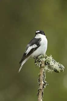 2020VISION 2 Collection: Pied flycatcher (Ficedula hypoleuca) male. Wales, UK, May