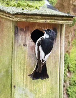 Lake District Prints: Pied flycatcher (Ficedula hypoleuca) male