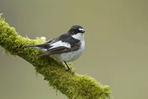 Pied flycatcher (Ficedula hypoleuca) male perched. Wales, UK, May Pied flycatcher (Ficedula hypoleuca) male perched. Wales, UK, May