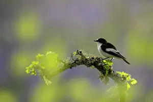 Spring Prints: Pied flycatcher (Ficedula hypoleuca) perched on a branch