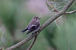 Songbird Prints: Pied flycatcher (Ficedula hypoleuca) perched on a branch, Norfolk, England, UK. September