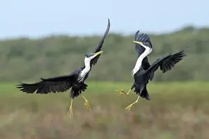 Territorial Prints: Two Pied herons (Egretta picata) in breeding plumage