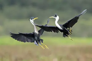 Territorial Prints: Two Pied herons (Egretta picata) in breeding plumage