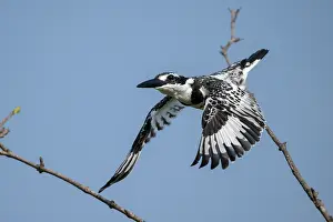 Water Kingfisher Prints: Pied kingfisher (Ceryle rudis) in flight, Allahein river, The Gambia