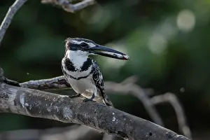 Gambia Prints: Pied kingfisher (Ceryle rudis) perched on branch with fish in beak