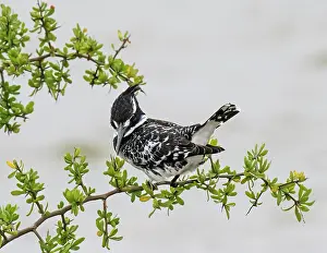 Southern Africa Prints: Pied kingfisher (Ceryle rudis) perched on a leafy branch fishing over estuary