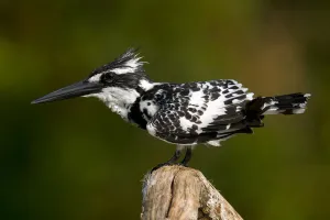Pied Kingfisher (Ceryle rudis) in profile, perching. Karnataka, India
