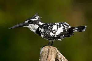 Images Dated 26th March 2009: Pied Kingfisher (Ceryle rudis) in profile, perching. Karnataka, India