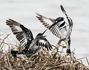 Calling Prints: Pied kingfishers (Ceryle rudis) pair on nest