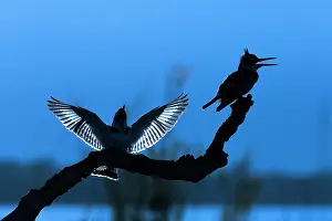 Calling Prints: Two Pied kingfishers (Ceryle rudis) perched on branch