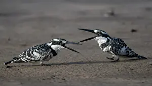 West Africa Prints: Two Pied kingfishers (Ceryle rudis) squabbling