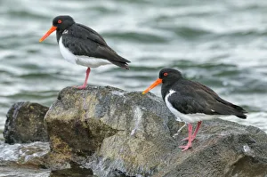 Pied oystercatcher (Haematopus longirostris) two on coast, Tasmania, Australia