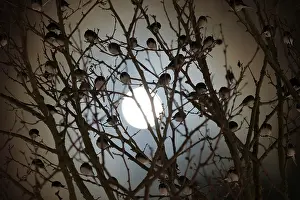 Somerset Prints: Pied wagtail (Motacilla alba) flock roosting in tree silhouetted by moonlight
