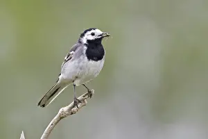 Pied wagtail (Motacilla alba yarrellii) perched on branch with food for chicks in beak, Norfolk, England, UK. June