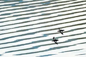 Two Pigeon guillemots (Cepphus columba) in flight over rippling water, Haida Gwaii, British Columbia, Canada. May