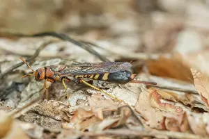 Symphyta Prints: Pigeon horntail (Tremex columba) female, newly emerged, Pennsylvania, USA. June