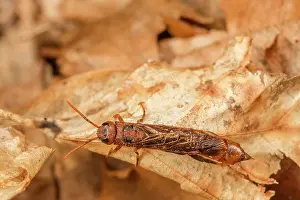 Symphyta Prints: Pigeon horntail (Tremex columba) male, portrait, Pennsylvania, USA. July