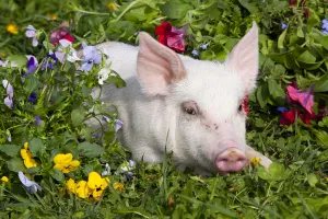 Juvenile Prints: Piglet head portrait, lying down in grass and garden flowers; Dekalb, Illinois, USA