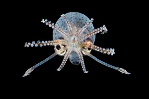 Deep Sea Prints: Piglet squid (Helicocranchia sp)