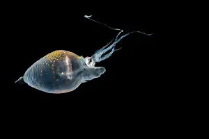 Deep Sea Prints: Piglet squid (Helicocranchia sp.) portrait