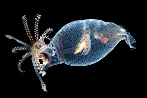 Deep Sea Prints: Piglet squid (Helicocranchia sp.) portrait