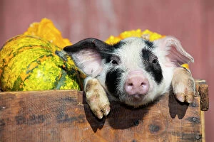 Livestock Collection: Piglet in wooden crate of vegetables on farm, Smithfield, Rhode Island, USA. November