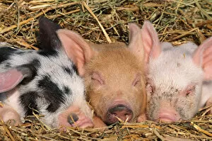 Pigs Gallery: Piglets sleeping {Sus scrofa domestica} USA