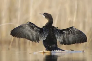 Pigmy cormorant (Microcarbo pygmaeus) stretching wings, Durankulak Lake, Bulgaria