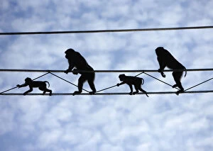2009 Highlights Collection: Pigtail Macaques (Macaca nemestrina) crossing purpose-built primate wires'