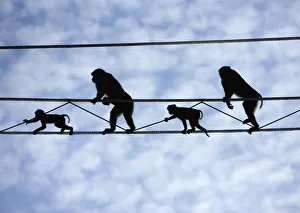 Pigtail Macaques (Macaca nemestrina) crossing purpose-built primate wires