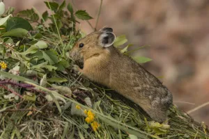 Pika (Ochotona princeps) gathering plants to store for winter, Bridger National Forest