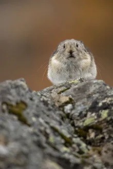 Danny Green Collection: Pika (Ochotona princeps) resting, Denali National Park, Alaska, USA, September