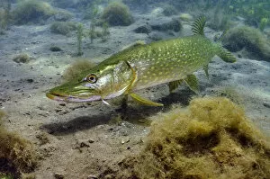 Osteichthyes Collection: Pike (Esox lucius) in disused quarry, Stoney Stanton, Stoney Cove, Leicestershire