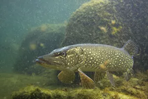 Images Dated 13th March 2009: Pike (Esox lucius) portrait, in fishpond, Switzerland, February 2009