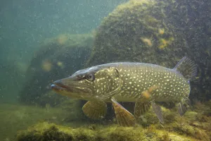 Images Dated 13th March 2009: Pike (Esox lucius) portrait, in fishpond, Switzerland, February 2009