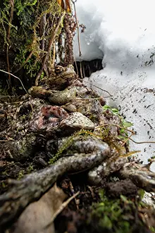 Pile of half eaten and dead Common toads (Bufo bufo), food stash of an European polecat along river, Glarus, Switzerland. April