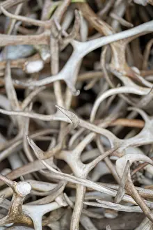 Reindeer Prints: Pile of Reindeer (Rangifer tarandus) antlers, Norrbotten, Lapland, Sweden. May