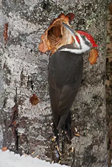 Trunk Prints: Pileated woodpecker (Dryocopus pileatus) feeding on tree trunk