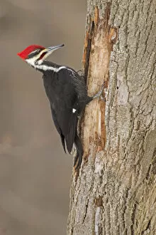 Images Dated 7th January 2017: Pileated Woodpecker (Dryocopus pileatus) male, at feeding excavation in tree trunk in winter