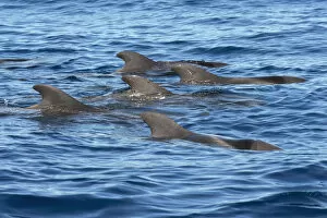 Images Dated 22nd June 2017: Pilot whale (Globicephala macorhynchus) group at surface. Tenerife, Canary Islands