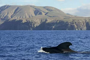 Images Dated 24th June 2017: Pilot whale (Globicephala macorhynchus) at surface. Montana de Guaza, Tenerife