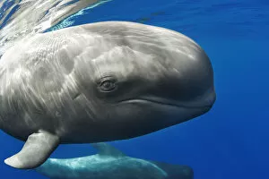 Images Dated 8th January 2021: Pilot whale (Globicephala macrorhynchus) portrait, Tenerife, Canary Islands. August